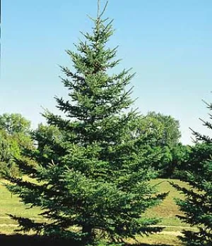 #7 2'-3' spruce black hill