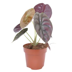 Alocasia Red Secret plant - ↑ 25-35 cm - Size Ø 12 cm