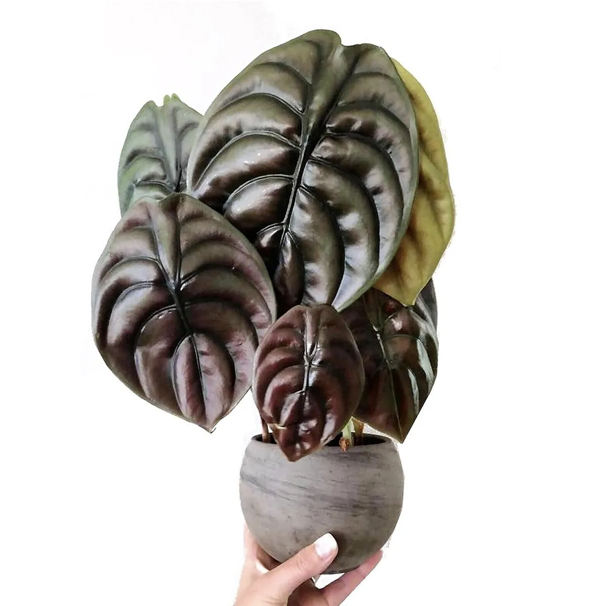 Alocasia Red Secret plant - ↑ 25-35 cm - Size Ø 12 cm