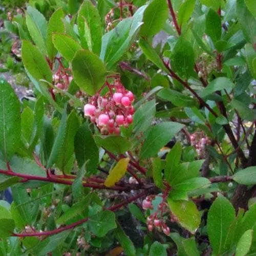 Arbutus unedo Compacta