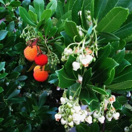 Arbutus unedo Compacta