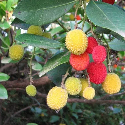 Arbutus unedo Compacta