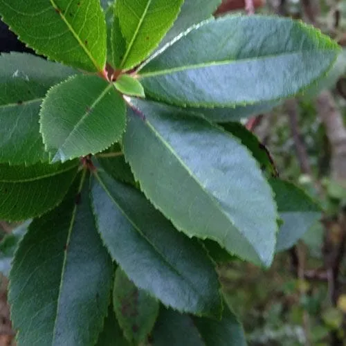 Arbutus unedo Compacta