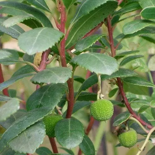 Arbutus unedo Compacta