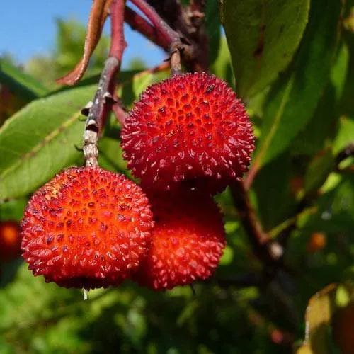 Arbutus unedo Compacta