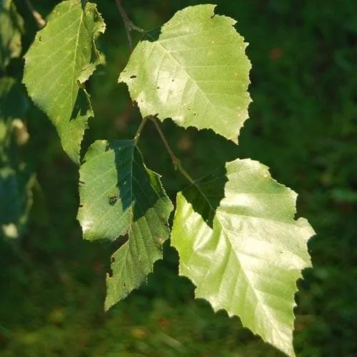 Betula nigra - River Birch