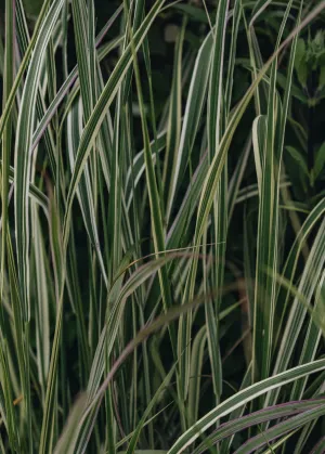 Calamagrostis Overdam