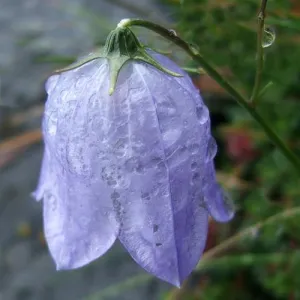 Campanula rotundifolia - Harebell