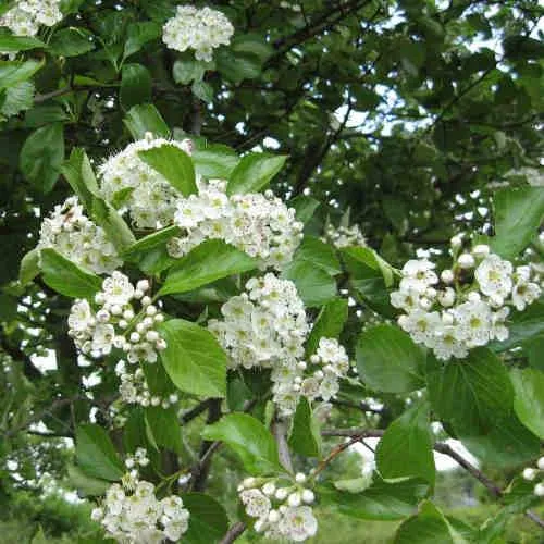 Crataegus succulenta Jubilee