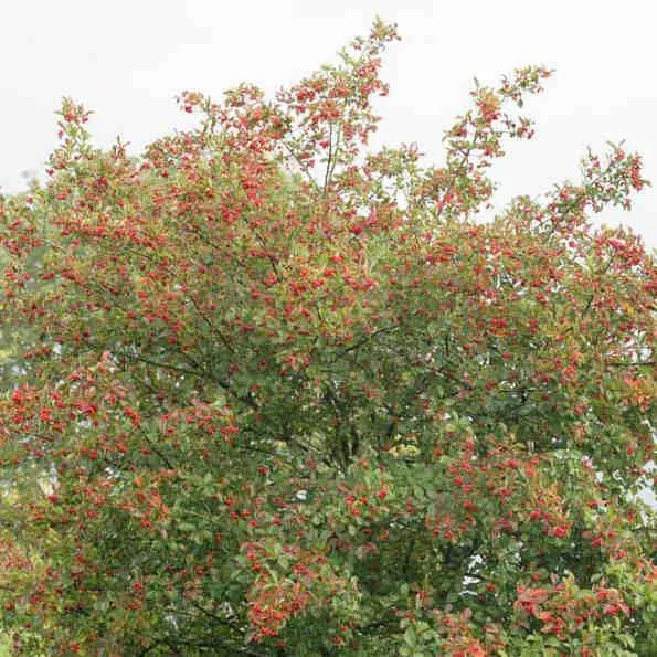 Crataegus succulenta Jubilee