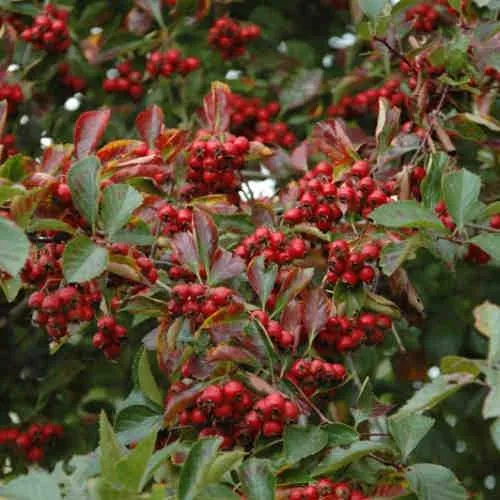 Crataegus succulenta Jubilee