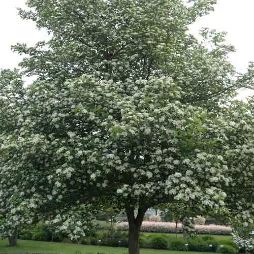 Crataegus succulenta Jubilee