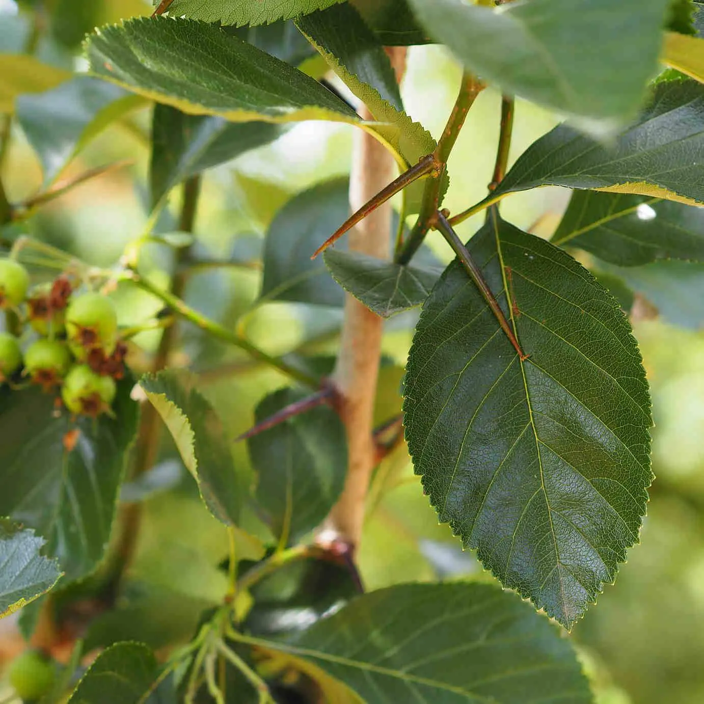 Crataegus succulenta Jubilee