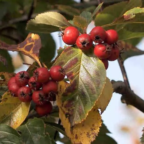 Crataegus succulenta Jubilee