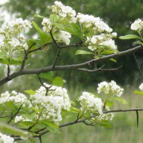 Crataegus succulenta Jubilee