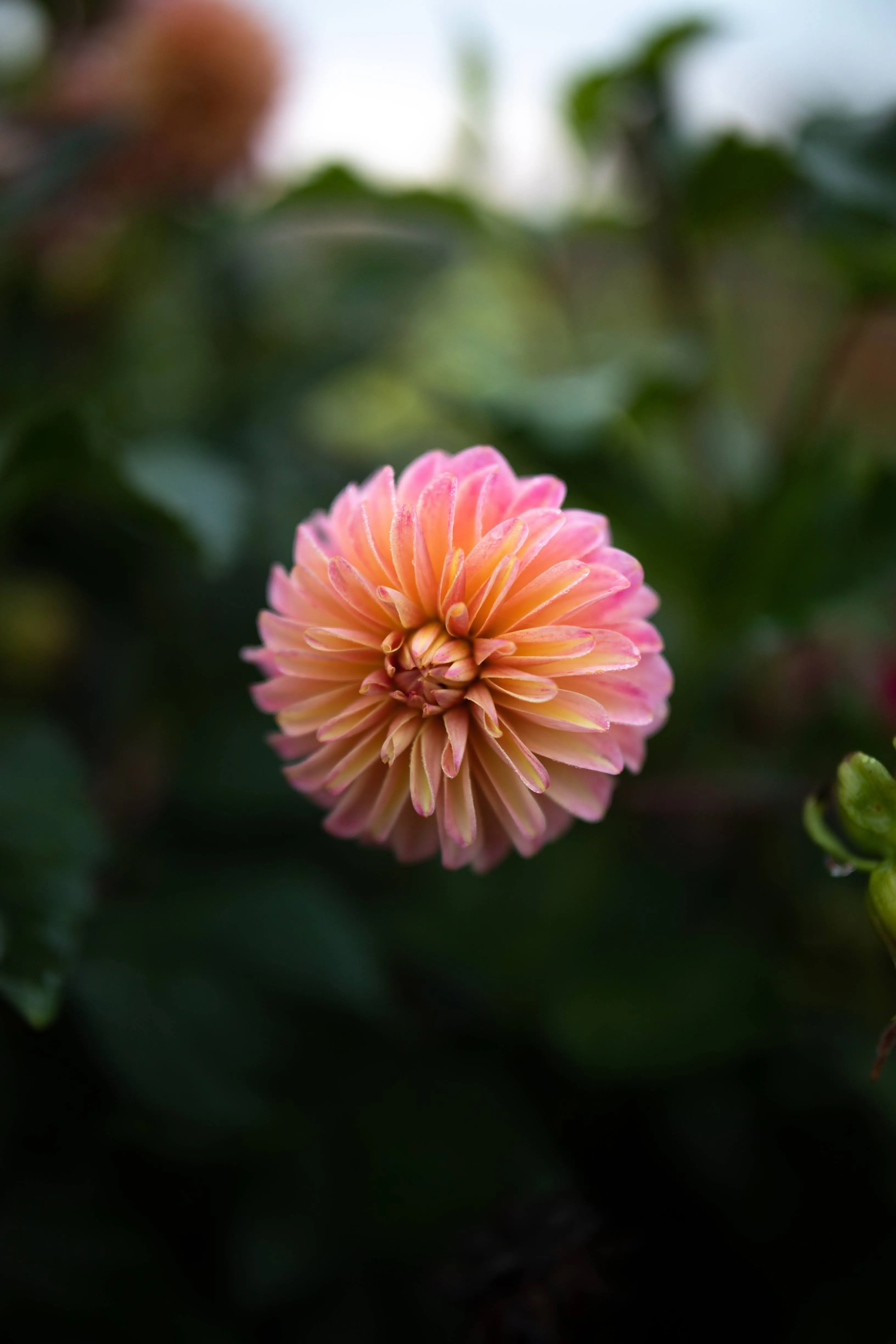 Dahlia Seeds “Triple Wren Farm Crossing Mix” (20 seeds)