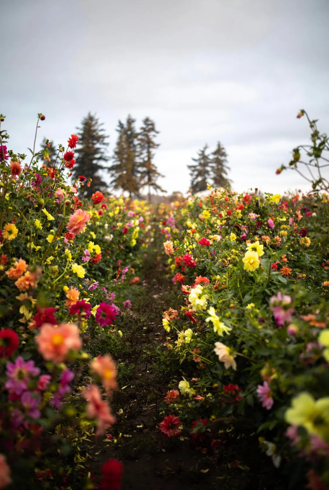 Dahlia Seeds “Triple Wren Farm Crossing Mix” (20 seeds)