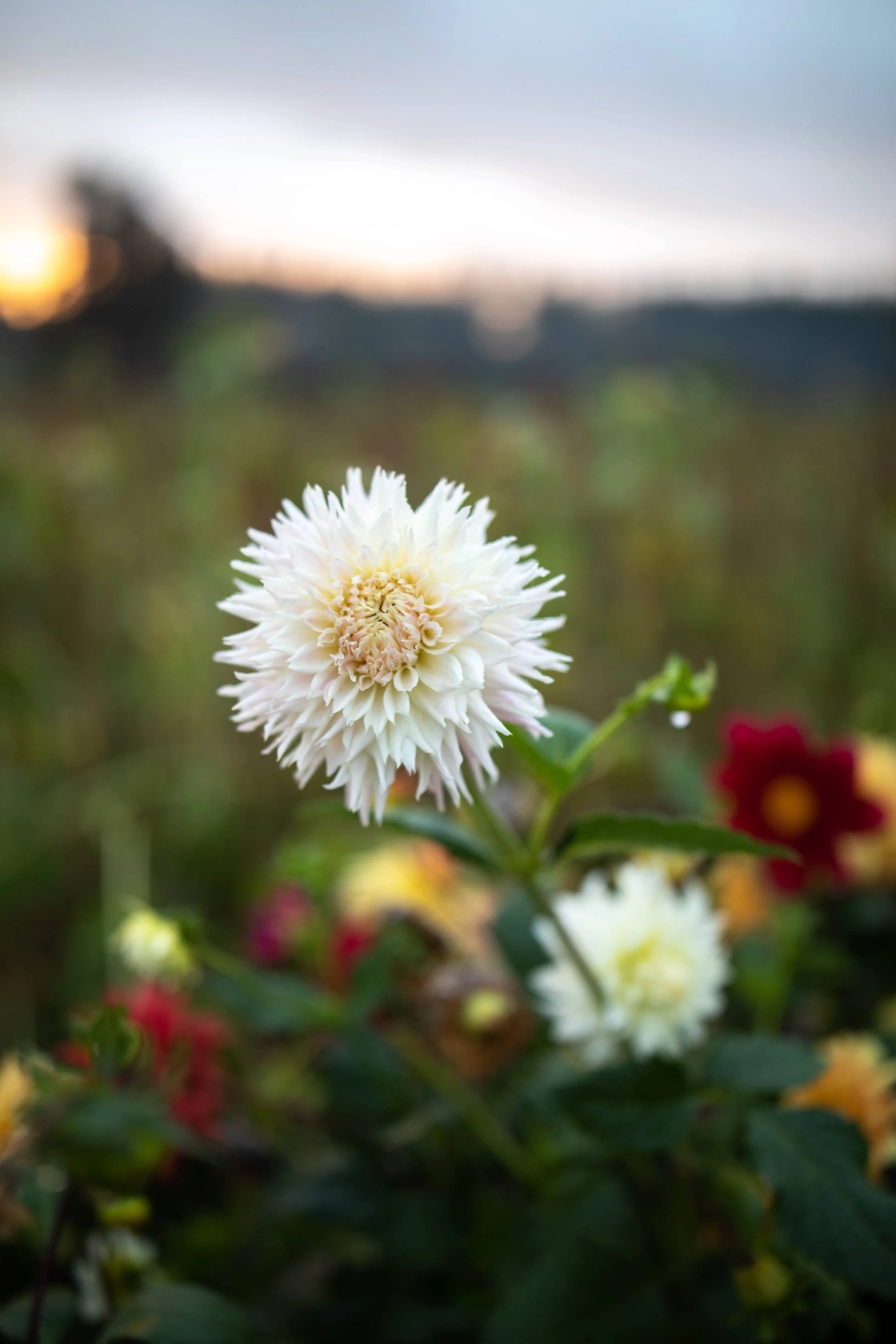 Dahlia Seeds “Triple Wren Farm Crossing Mix” (20 seeds)