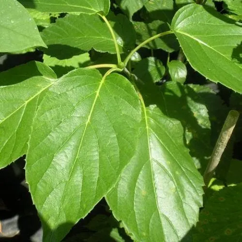 Davidia involucrata Sonoma