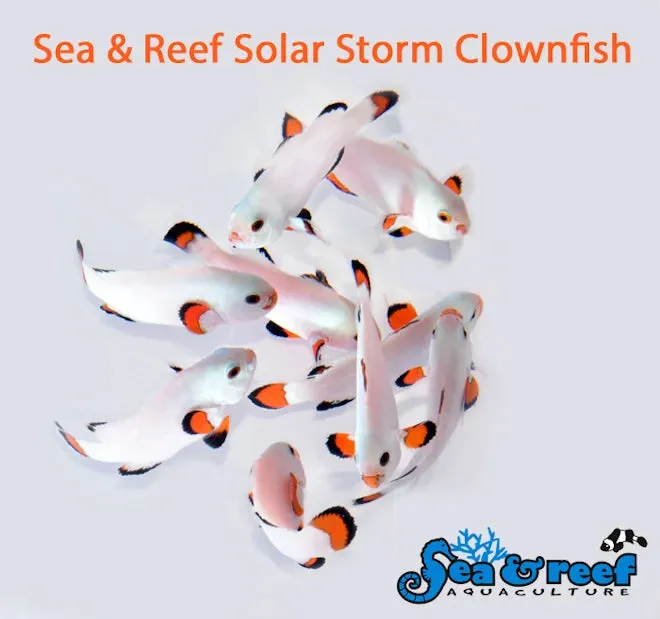 New Solar Storm Clownfish pair