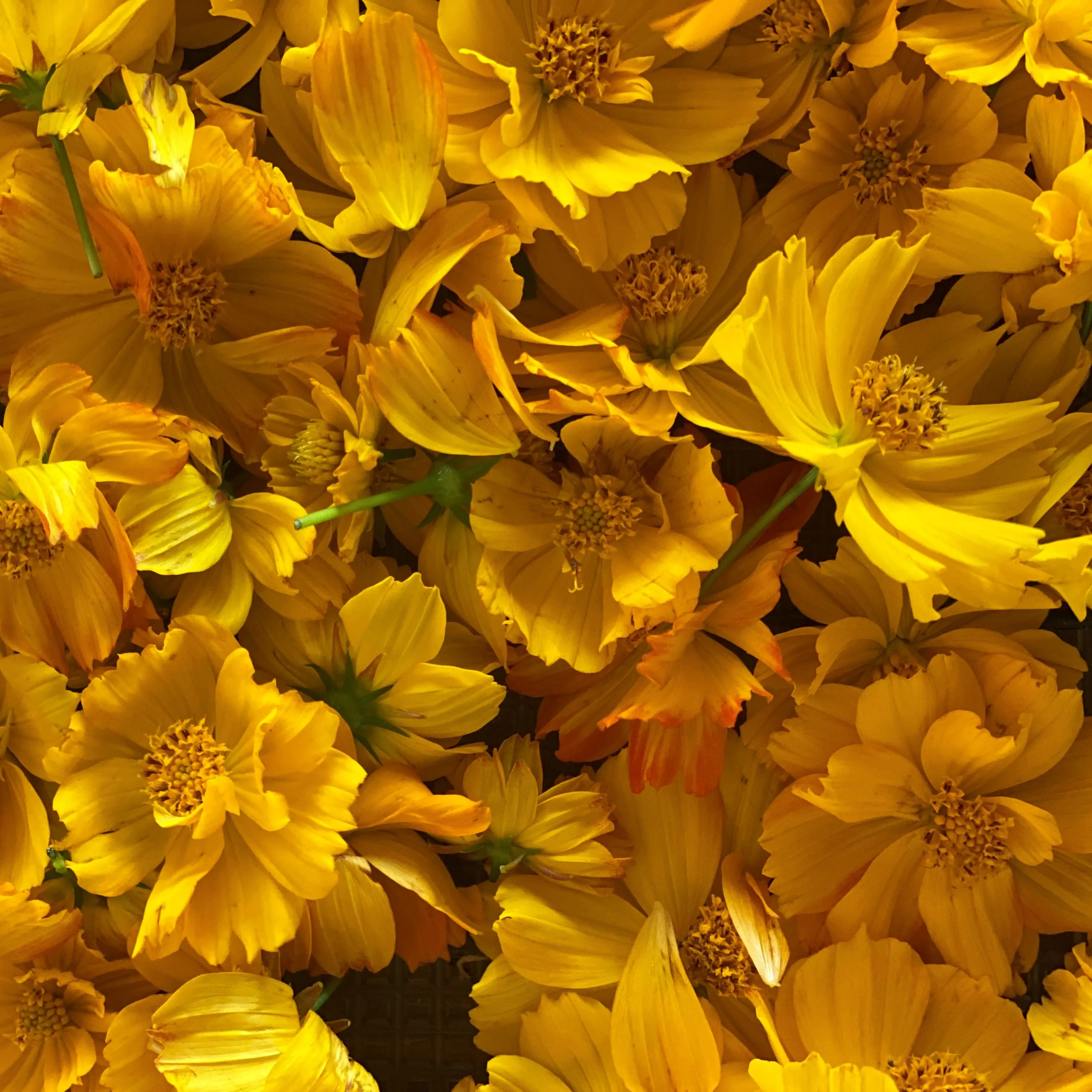 Sulphur Cosmos Seeds