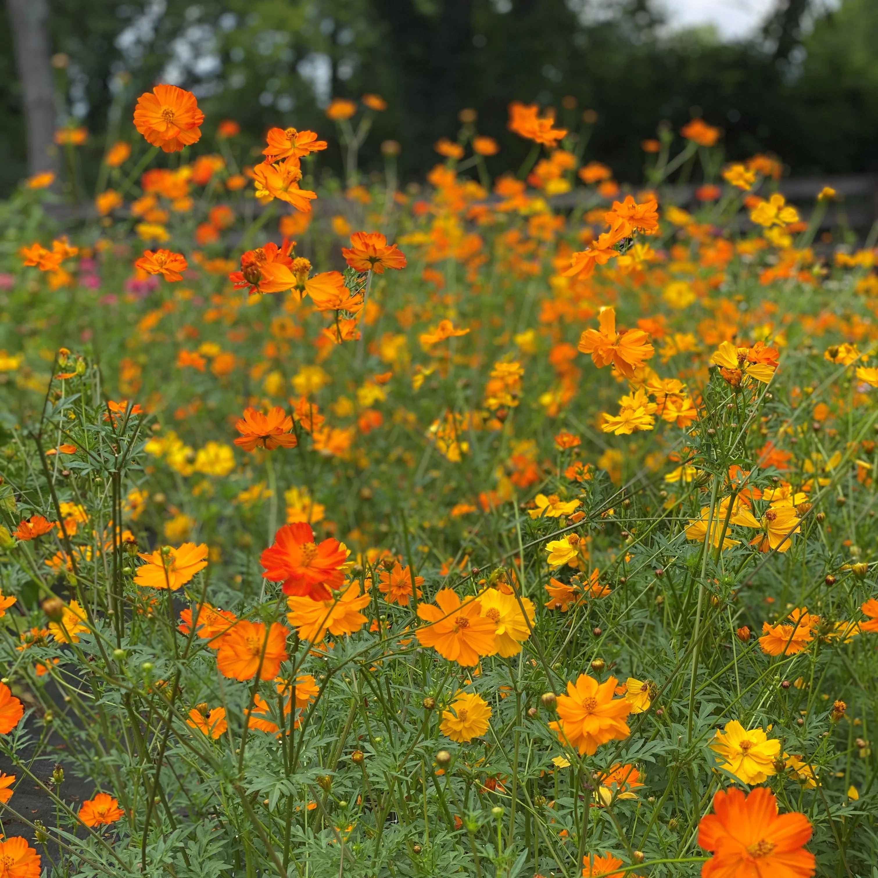 Sulphur Cosmos Seeds