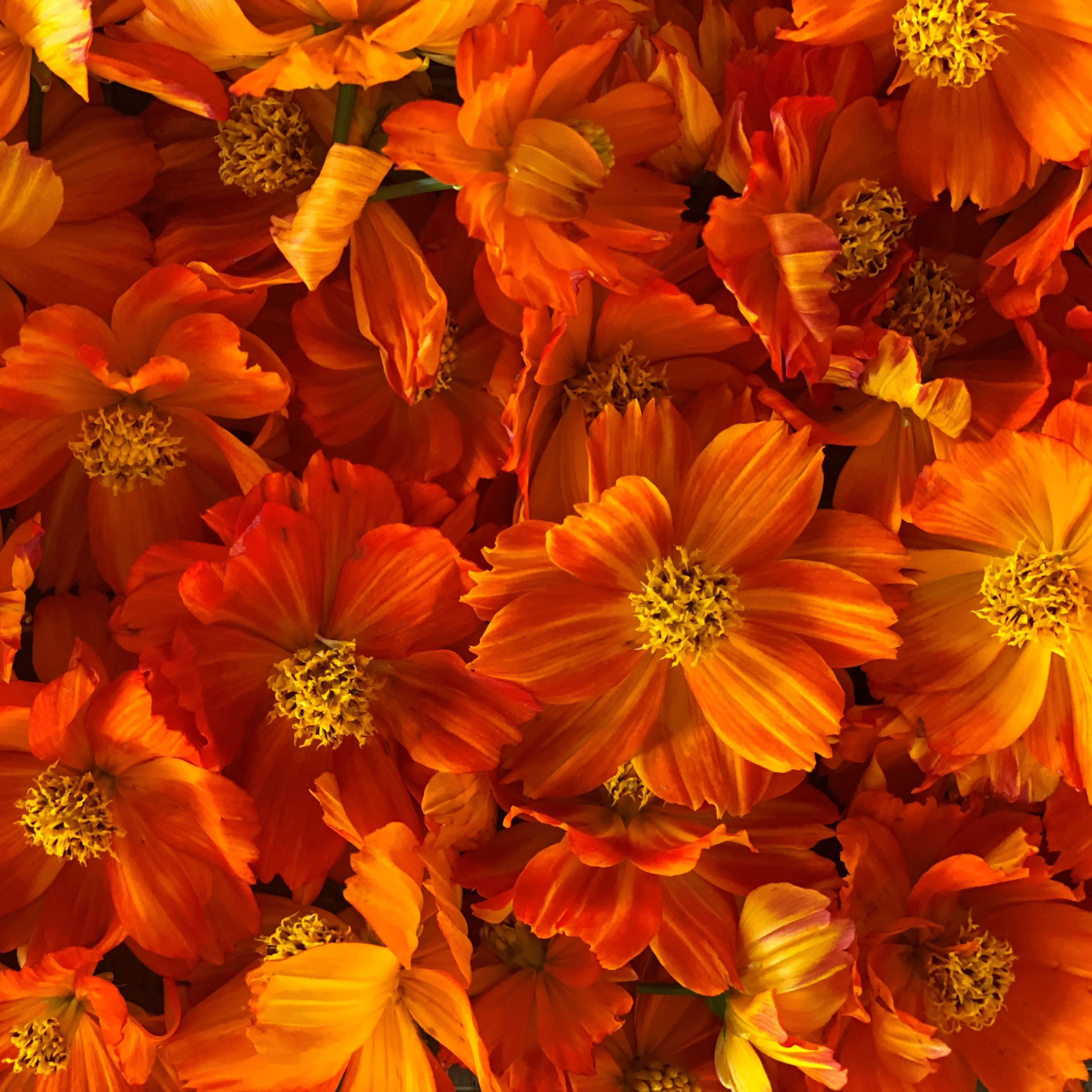 Sulphur Cosmos Seeds