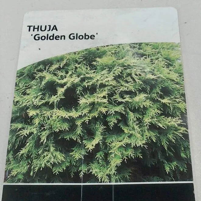 Thuja Golden Globe, 2L