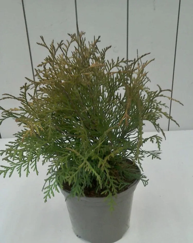 Thuja Golden Globe, 2L