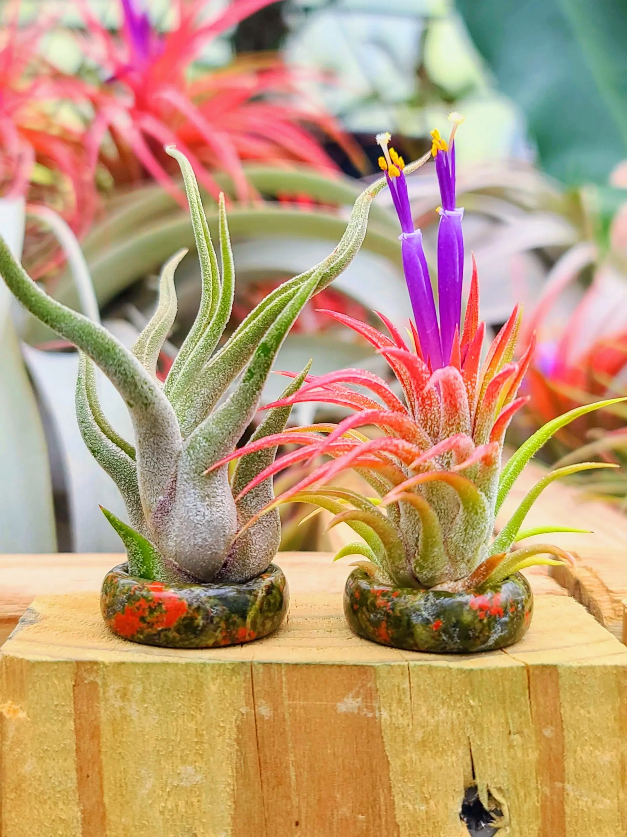 Unakite Ring Air Plant Holder w/ Air Plant