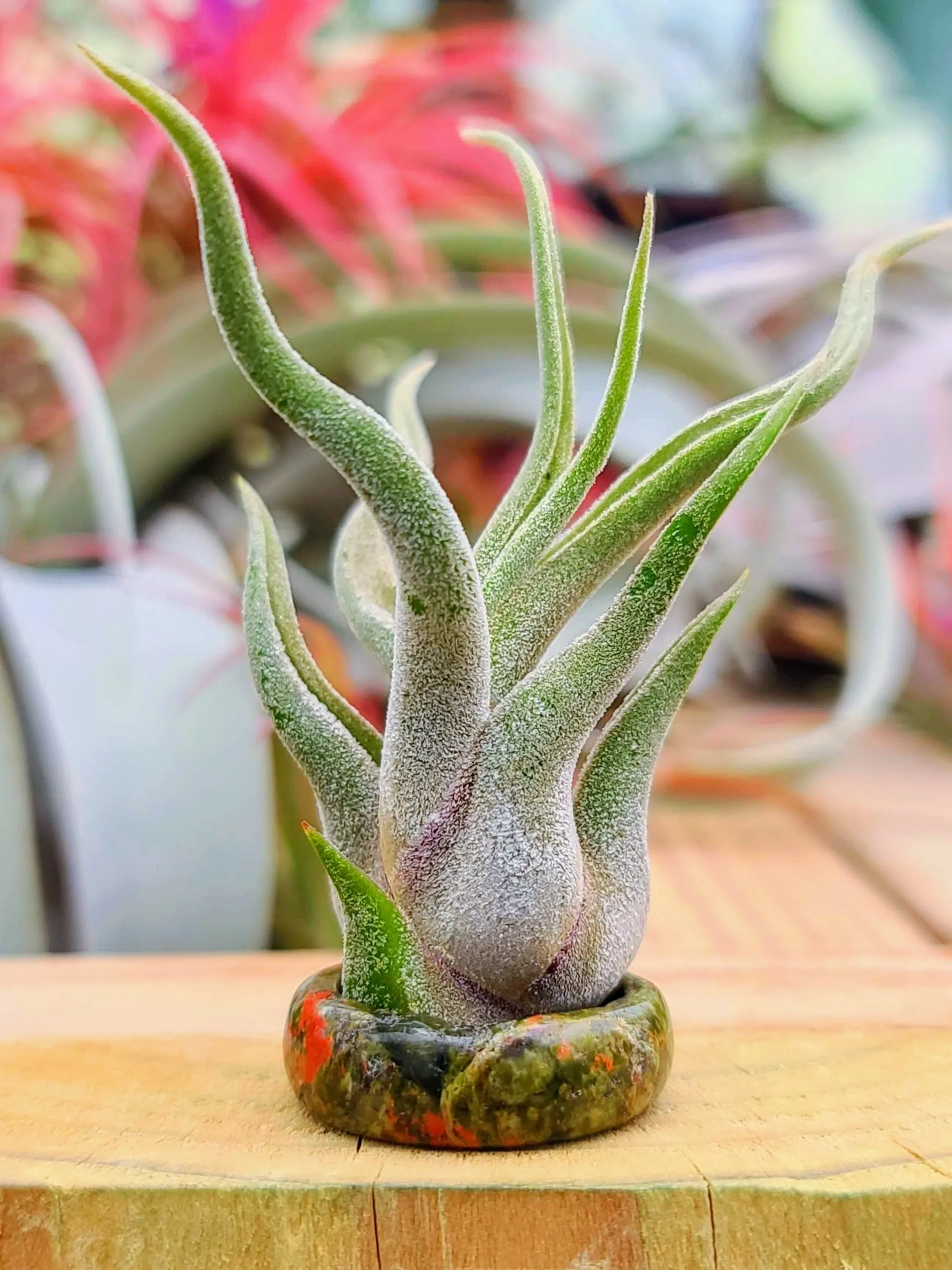 Unakite Ring Air Plant Holder w/ Air Plant